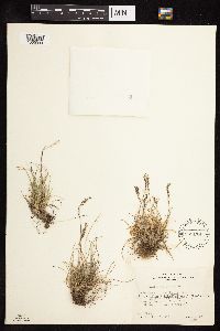 Festuca brachyphylla image