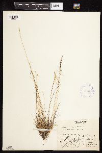 Festuca brachyphylla image