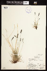 Festuca brachyphylla image
