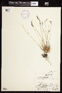 Festuca brachyphylla image