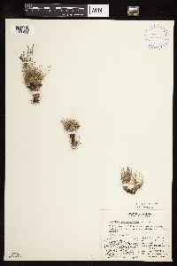 Festuca brachyphylla image