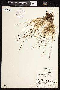 Festuca brachyphylla image