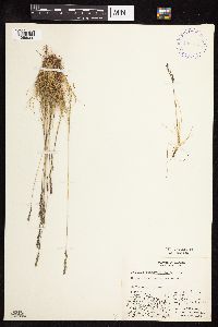 Festuca brachyphylla image