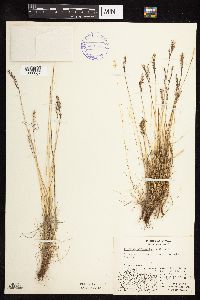 Festuca brachyphylla image