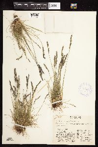 Festuca brachyphylla image