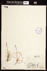 Festuca brachyphylla image