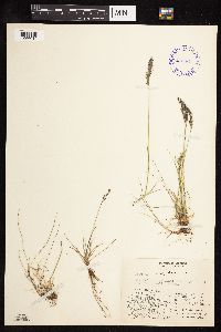 Festuca brachyphylla image