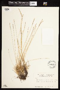 Festuca brachyphylla image