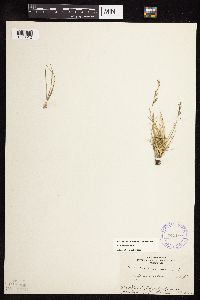 Festuca brachyphylla image