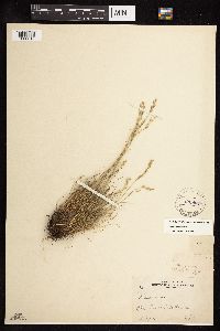 Festuca brachyphylla image