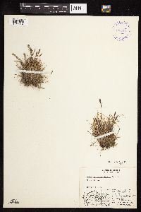 Festuca brachyphylla image