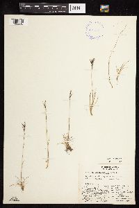 Festuca brachyphylla image