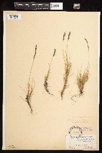 Festuca brachyphylla image