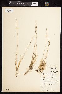 Festuca brachyphylla image
