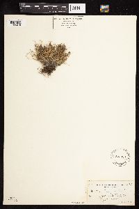 Festuca brachyphylla image