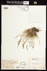 Festuca brachyphylla image