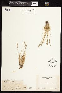 Festuca brachyphylla image