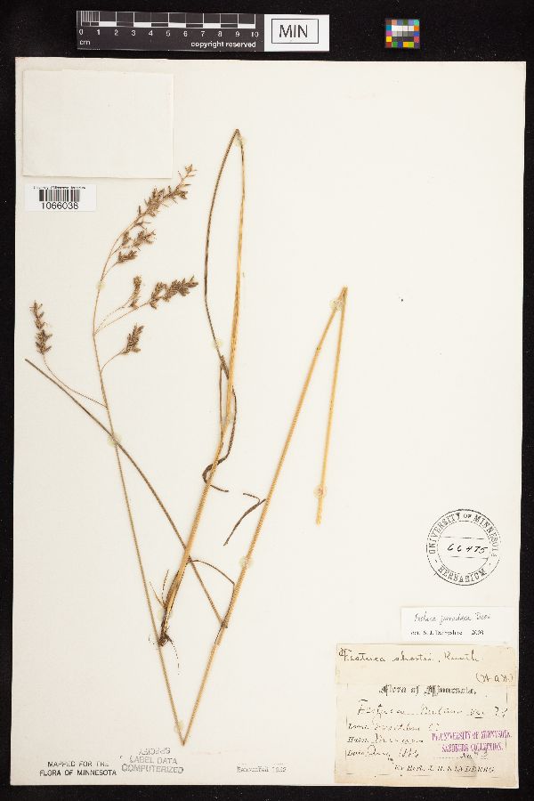 Festuca paradoxa image