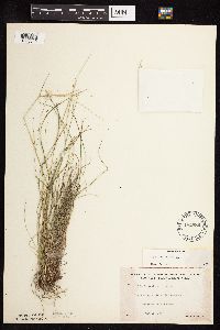 Festuca rubra image