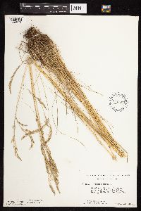 Festuca rubra image