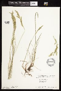 Festuca rubra image