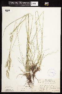 Festuca rubra image