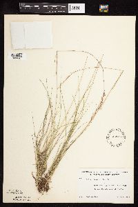Festuca rubra image