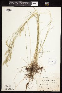 Festuca rubra image