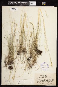 Festuca rubra image