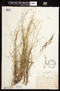 Festuca rubra image
