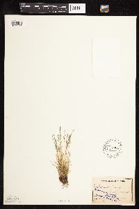 Festuca rubra image