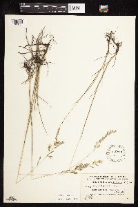 Festuca rubra image