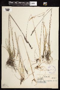 Festuca rubra image