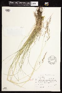 Festuca rubra image