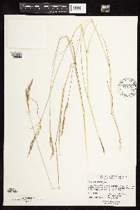 Festuca rubra image