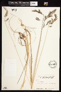 Festuca rubra image