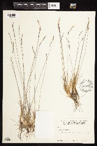 Festuca rubra image