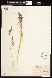 Festuca rubra image