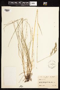 Festuca rubra image