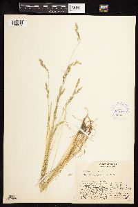 Festuca rubra image