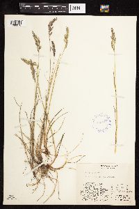 Festuca rubra image