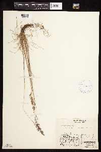 Festuca rubra image