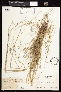 Festuca rubra image