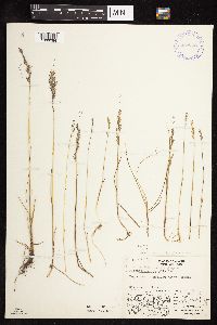 Festuca rubra image