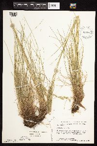 Festuca rubra image