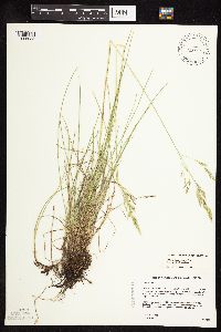 Festuca rubra image