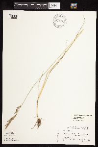 Festuca rubra image