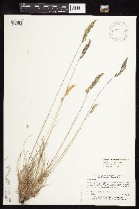 Festuca rubra image
