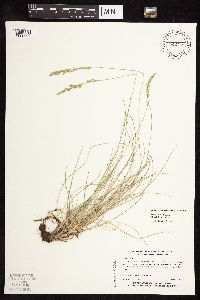 Festuca rubra image