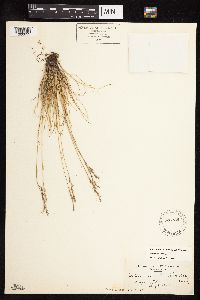 Festuca saximontana image